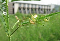 豆のサヤを