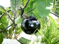 黒いトマト？　じゃなくて・・・