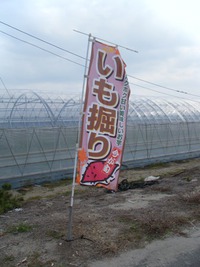 芋掘り