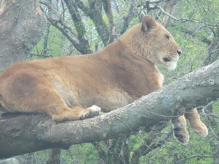 サファリパークで