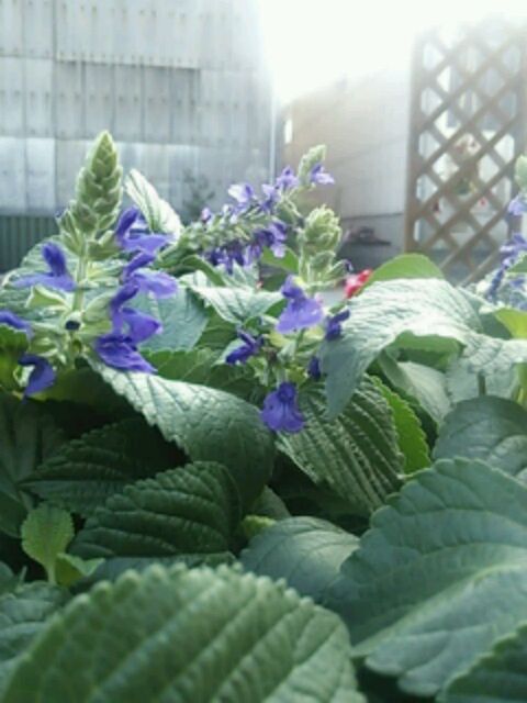 雑草とぶどうと…