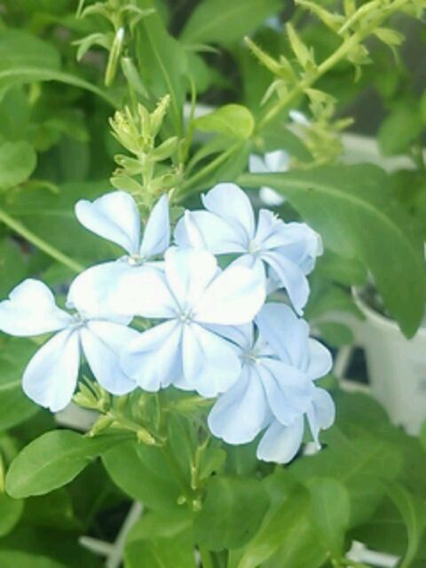 雑草とぶどうと…