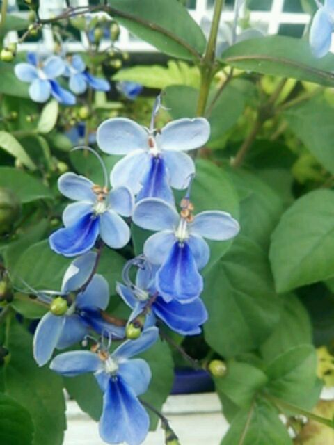 雑草とぶどうと…