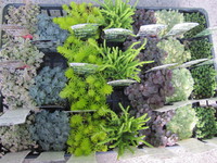多肉植物＆セダム入荷しました(^-^)