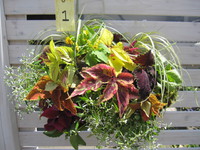 寄せ植え教室