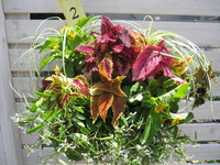 寄せ植え教室