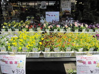 落合けいこさんの花絵本☆入荷しました♪