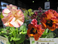 落合けいこさんの花絵本☆入荷しました♪