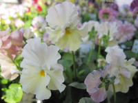 落合けいこさんの花絵本☆入荷しました♪