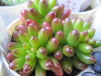 最近入荷したお花たち♪