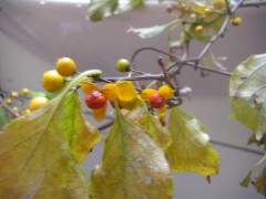 陶芸家館野文香