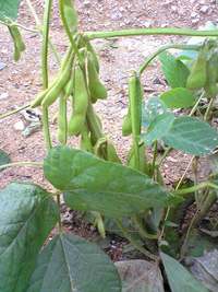 夏野菜たち！！
