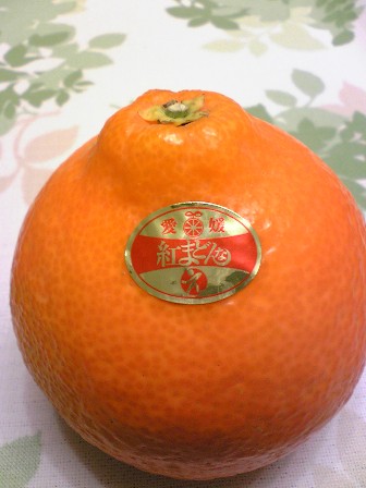 紅マドンナ