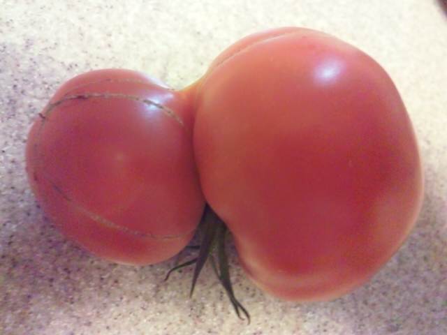 夏野菜といえば