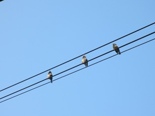電線に・・・