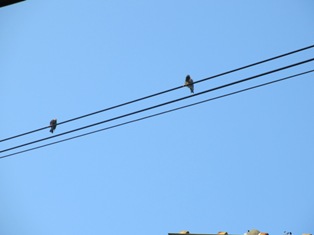 電線に・・・