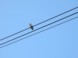 電線に・・・