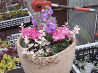 ユカコさん寄せ植え