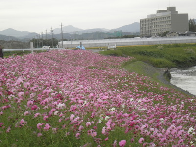 栃山川のコスモス、今が見ごろ