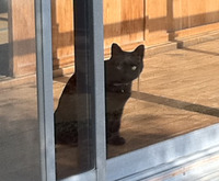 正月に福猫♥