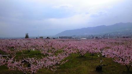 桜のシャワー