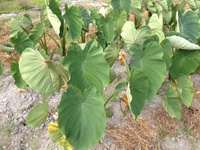 家の裏の畑の八月の野菜たち