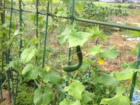 家の裏の畑の八月の野菜たち