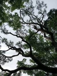 丸太とハシゴがあれば
