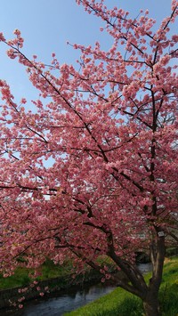 芳川の河津桜