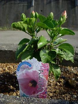 秋のハイビスカス