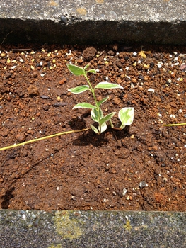 花壇に新入り植えました✫