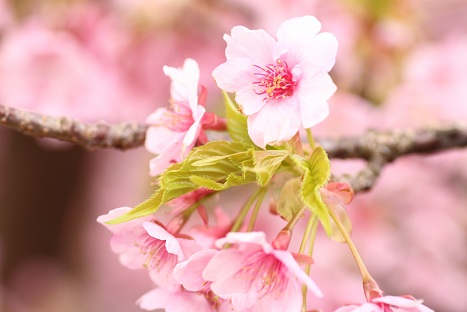 またまた河津桜の写真