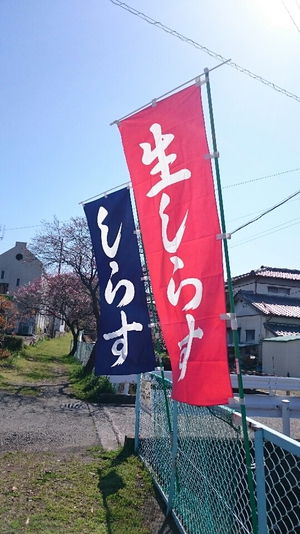 しらす漁解禁