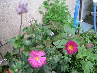 八重咲き