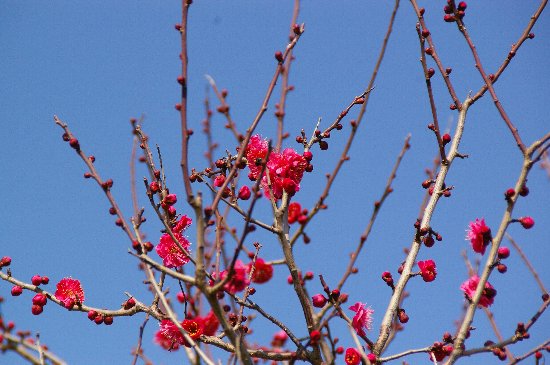 春のような日差し