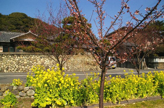 春のような日差し