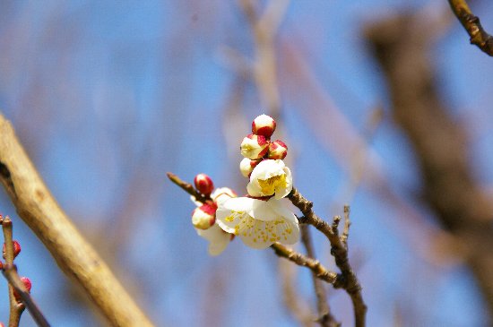 春のような日差し