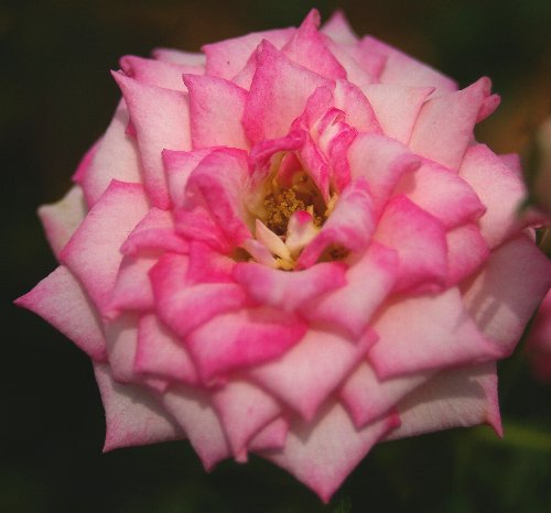 薔薇の撮影会