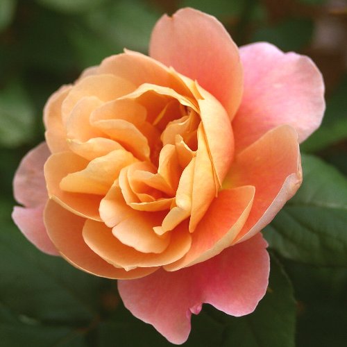 薔薇の撮影会