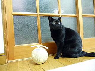 次はメロン