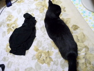 黒猫2匹