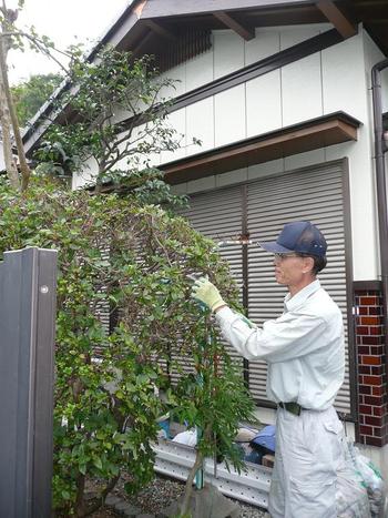 庭木の剪定