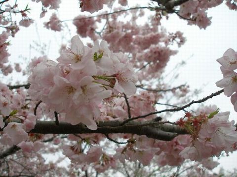 船越堤へ花見