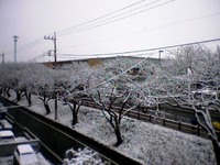 【つぶやき】雪の朝です