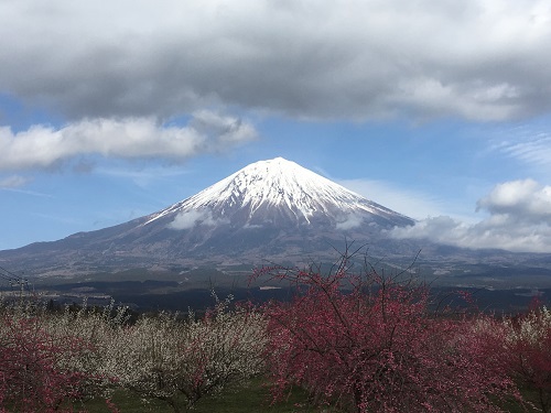 富士には梅がよく似合う