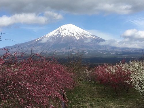 富士には梅がよく似合う