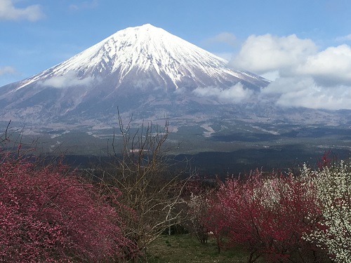 富士には梅がよく似合う