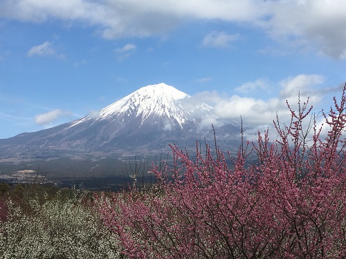 富士には梅がよく似合う