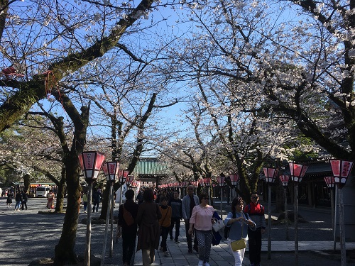 三島は春