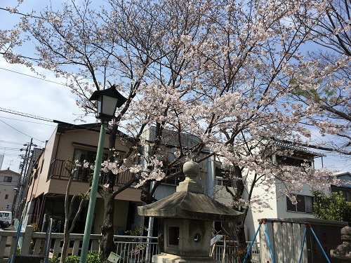 身近な花見
